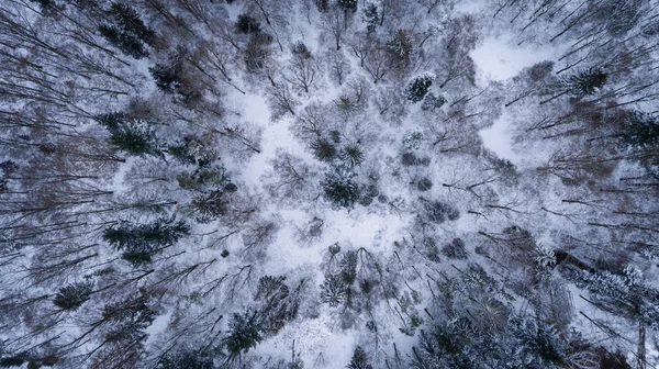 Kış saati karlı ağaçlarda havadan görünümü.