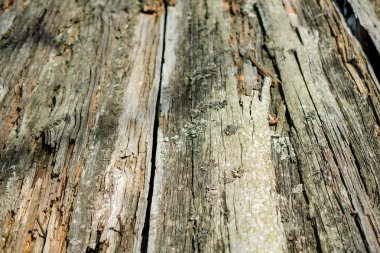 Ahşap arka plan eski kurulları perspektif içinde yok. Arka plan kopya alanı ile. Seçici odak. Yakın çekim.