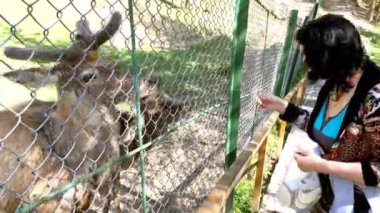 Güzel yetişkin kadın park veya ormanın içinde yürümek geyik besleme.