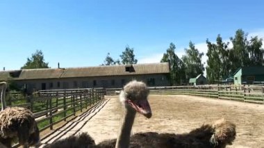 Evcil vahşi Afrika devekuşu (struthio camelus) bir büyük kuş kafesi bir devekuşu çiftliğinde yürüyor. Bir kuş çiftlikte yabani deve kuşları.