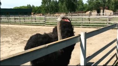 Evcil vahşi Afrika devekuşu (struthio camelus) bir büyük kuş kafesi bir devekuşu çiftliğinde yürüyor. Bir kuş çiftlikte yabani deve kuşları.