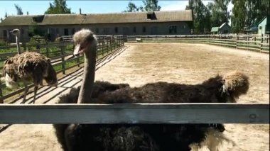 Evcil vahşi Afrika devekuşu (struthio camelus) bir büyük kuş kafesi bir devekuşu çiftliğinde yürüyor. Bir kuş çiftlikte yabani deve kuşları.