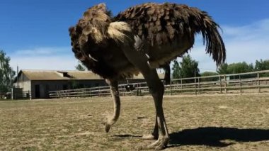 Evcil vahşi Afrika devekuşu (struthio camelus) bir büyük kuş kafesi bir devekuşu çiftliğinde yürüyor. Bir kuş çiftlikte yabani deve kuşları.