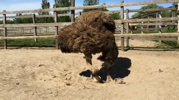 Háziasított Vadon Élő Afrikai Strucc Struthio Camelus Séta Egy Madárház — Stock videók