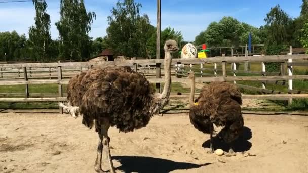 Evcil Vahşi Afrika Devekuşu Struthio Camelus Bir Büyük Kuş Kafesi — Stok video
