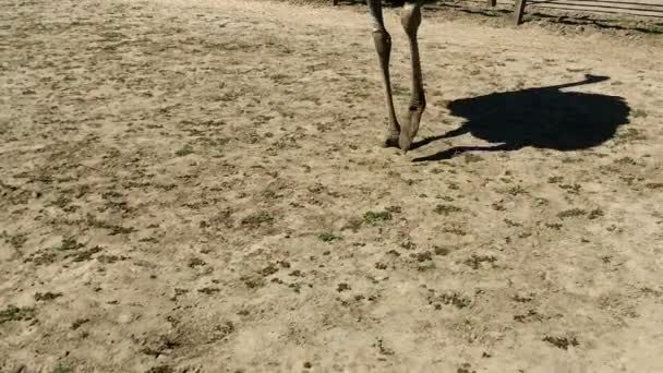 脚和阴影驯化野生非洲鸵鸟 鸵鸟双峰驼 其中行走在一个鸵鸟农场的鸟舍 鸟场上的野鸵鸟 — 图库视频影像