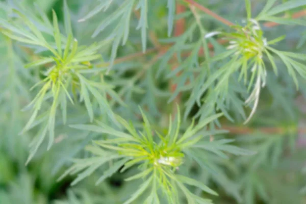 Natura Primaverile Foglie Verde Cespuglio Sfocato Sullo Sfondo Naturale Sfocato — Foto Stock