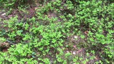 Orman, vahşi bitki örtüsü, büyüyen çimen yosun kaplı, Doğa arka plan. Bahar ya da yaz aylarında Ukrayna Karpat orman. Yakın çekim.