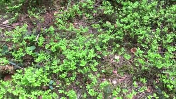 Gras Wächst Wald Wilde Vegetation Moos Bedeckt Naturhintergrund Frühling Oder — Stockvideo