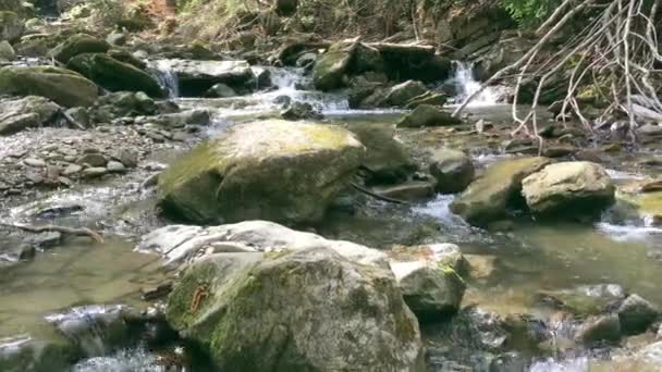 Veloce Ruscello Tra Pietre Una Giornata Sole Estate Primavera Primo — Video Stock