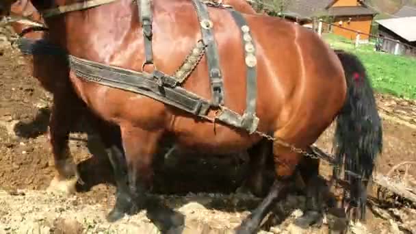 Dwa Silne Konie Bay Skrawającymi Orać Ziemię Dziedzinie Hodowli Szczelnie — Wideo stockowe