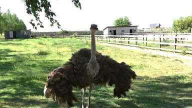Evcil vahşi Afrika devekuşu (struthio camelus) bir büyük kuş kafesi bir devekuşu çiftliğinde yürüyor. Bir kuş çiftlikte yabani deve kuşları.