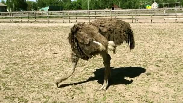 Gedomesticeerde Wilde Afrikaanse Struisvogel Struthio Camelus Besluipt Voedsel Een Volière — Stockvideo