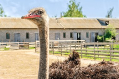 Bir devekuşu çiftliğinde bir büyük kuş kafesi içinde vahşi Afrika deve kuşu (struthio camelus) Evcil. Vahşi Devekuşları bir kuş çiftlikte. Açık havada.
