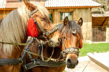 Brown çifti portresi kafasına Çiftlik avlusuna koşum kürsüye atlar. At kavramı. Yakın çekim.