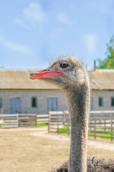 Bir devekuşu çiftliğinde bir büyük kuş kafesi içinde vahşi Afrika deve kuşu (struthio camelus) Evcil. Vahşi Devekuşları bir kuş çiftlikte. Dikey. Açık havada.