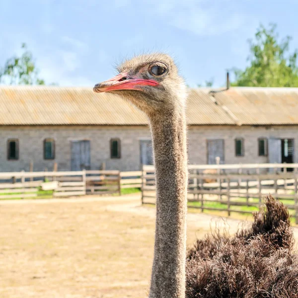 Bir devekuşu çiftliğinde bir büyük kuş kafesi içinde vahşi Afrika deve kuşu (struthio camelus) Evcil. Vahşi Devekuşları bir kuş çiftlikte. Kare. İnstagram biçimiyle. Açık havada.