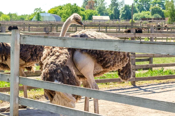 Bir devekuşu çiftliğinde bir büyük kuş kafesi içinde vahşi Afrika deve kuşu (struthio camelus) Evcil. Vahşi Devekuşları bir kuş çiftlikte. Açık havada.