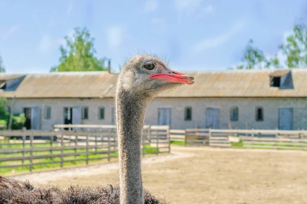 Bir devekuşu çiftliğinde bir büyük kuş kafesi içinde vahşi Afrika deve kuşu (struthio camelus) Evcil. Vahşi Devekuşları bir kuş çiftlikte. Açık havada.