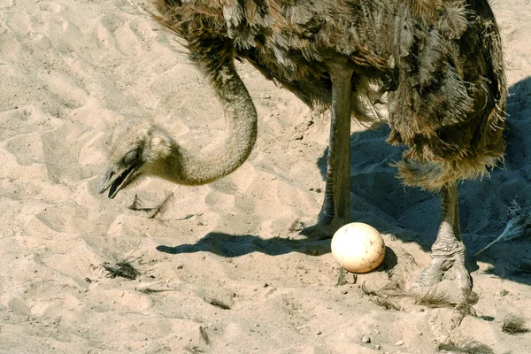 Avestruz Africano Domesticado Struthio Camelus Aviario Una Granja Avestruces Guarda — Foto de Stock