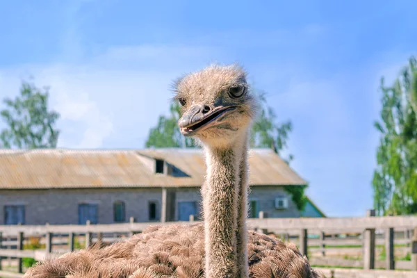Avestruz Salvaje Africano Domesticado Struthio Camelus Aviario Una Granja Avestruces — Foto de Stock