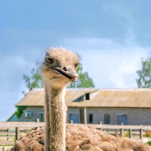 Bir devekuşu çiftliğinde bir büyük kuş kafesi içinde vahşi Afrika deve kuşu (struthio camelus) Evcil. Vahşi Devekuşları bir kuş çiftlikte. Kare. İnstagram biçimiyle. Açık havada.