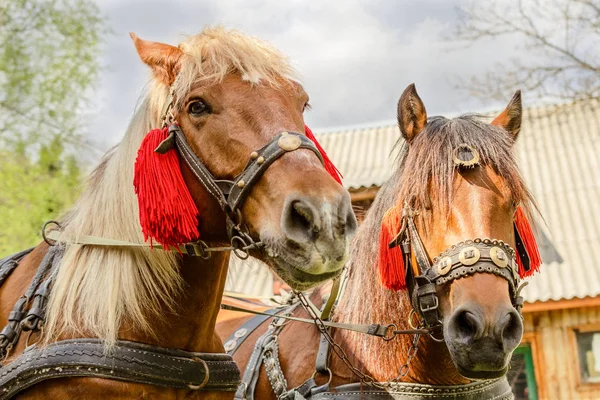 Retrato Par Cabeças Cavalos Marrons Suporte Arnês Quintal Fazenda Conceito — Fotografia de Stock