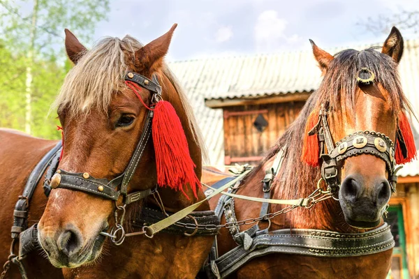 Retrato Par Cabeças Cavalos Marrons Suporte Arnês Quintal Fazenda Conceito — Fotografia de Stock