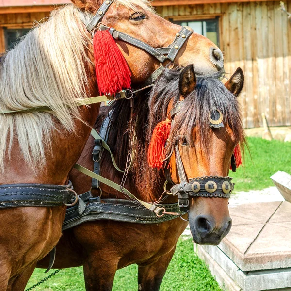 Retrato Par Cabeças Cavalos Marrons Suporte Arnês Quintal Fazenda Conceito — Fotografia de Stock