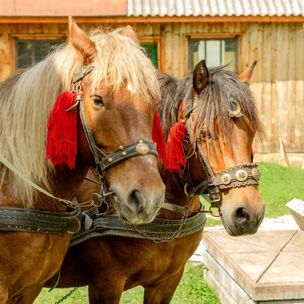 Retrato Par Cabeças Cavalos Marrons Suporte Arnês Quintal Fazenda Conceito — Fotografia de Stock