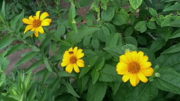 Cespuglio Con Fiori Gialli Sul Fiore Siede Insetto All Aperto — Video Stock