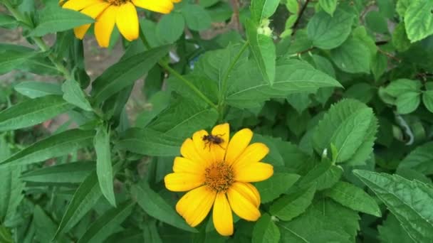 Cespuglio Con Fiori Gialli Sul Fiore Siede Insetto All Aperto — Video Stock