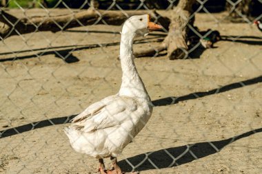 Beyaz kaz metal çitin arkasında yaz güneşli bir günde yürüyüş. Açık havada.