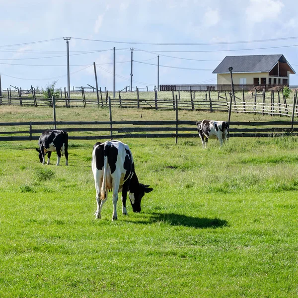 Três Vacas Pretas Brancas Pastam Gramado Verde Perto Sua Fazenda — Fotografia de Stock