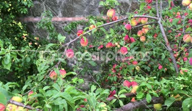 Kırmızı renk çok olgunlaşmış meyve ile organik erik ağacı. Kırkambar hasat.