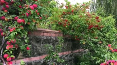 Kırmızı renk çok olgunlaşmış meyve ile organik erik ağacı. Kırkambar hasat.