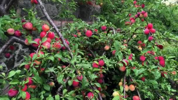 Ekologiska Plommon Träd Med Mycket Mogna Frukter Röd Färg Agricultures — Stockvideo