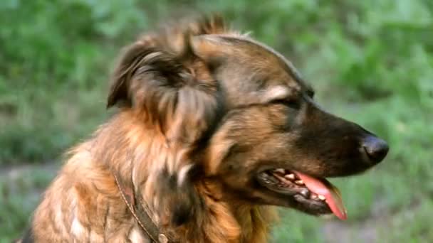 Allvarlig Mongrel Hund Sitter Naturen Grön Bakgrund Utomhus — Stockvideo
