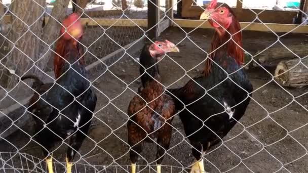 Csirkék Séta Tyúkólban Rács Mögött Udvaron Közelről — Stock videók