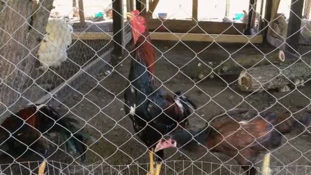 Tavuk Kümese Barlarda Arkasında Çiftlik Üzerinde Yürümek Yakın Çekim — Stok video