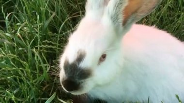 Yaz günü yeşil çimenlerin üzerinde güzel genç küçük tavşan. Beyaz sevimli tavşan çim zemin üzerine. Yakın çekim.