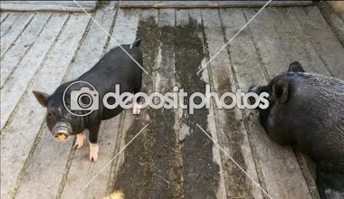 Küçük ve büyük bir ahşap zemin ile istikrarlı bir domuz. Yakın çekim.