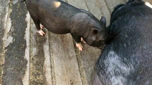 Petit Grand Cochon Dans Une Écurie Avec Plancher Bois Gros — Video