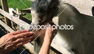 Eller tutsak ahşap bir çit arkasında olduğunu bir keçi tarafından okşadı.