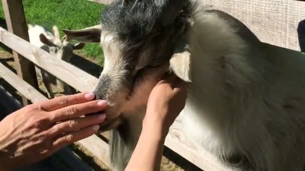 Les Mains Sont Caressées Par Une Chèvre Qui Est Captivité — Video