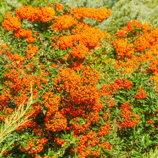 Baies Couleur Orange Automne Avec Des Feuilles Vertes Sur Les — Photo