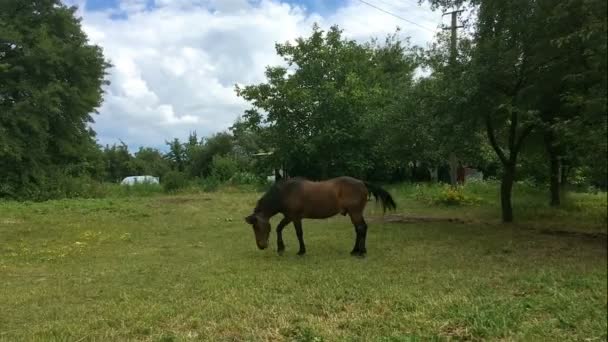 Garanhão Doméstico Pastoreia Prado Verde Cena Rural — Vídeo de Stock