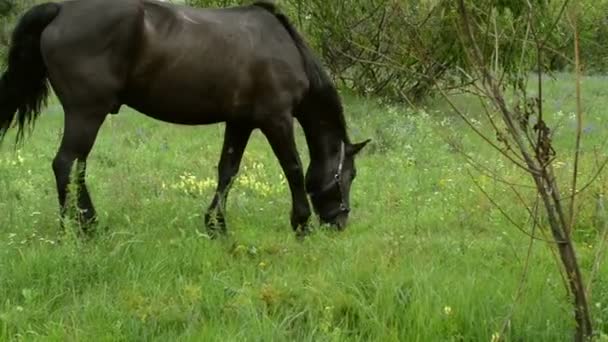 緑の牧草地に茶色の国内種牡馬をかすめます 田園風景 — ストック動画
