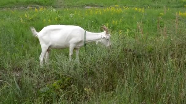 Młody Biały Koza Otarcia Zielonej Łące Jasny Słoneczny Dzień Scena — Wideo stockowe