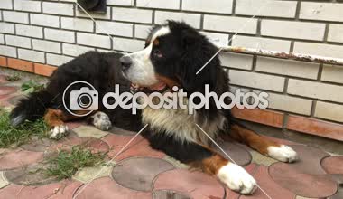 Shaggy Bernese dağ köpeği bahçesinde yatıyor ve kafasını katlanmış.